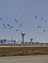 Airport Wildlife Operations